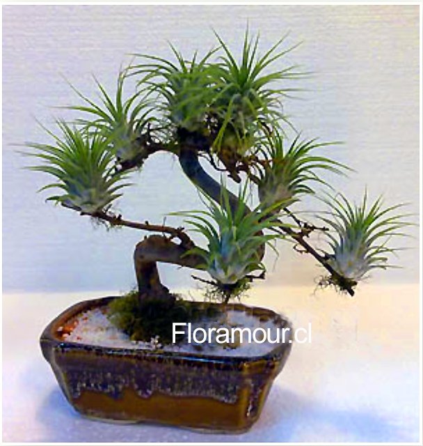 Bonsai de tillandsias