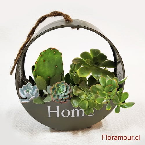 Arreglo de suculentas en base metálica colgante