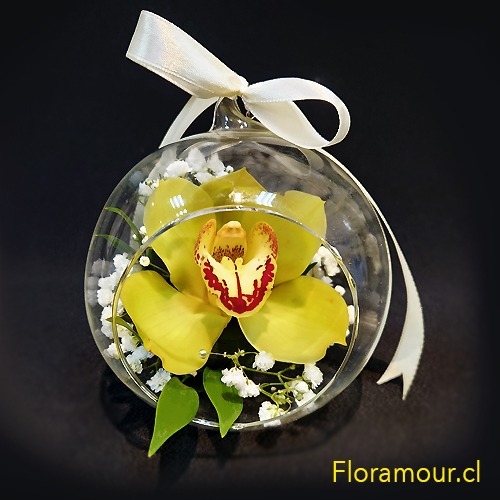 Una sola orquídea un mundo de belleza Un regalo perfecto para celebrar momentos especiales