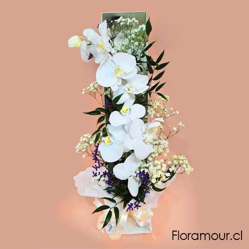 BELLAS Y ELEGANTES FLORERS DE ORQUIDEA