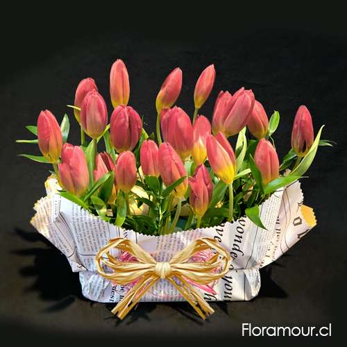 lo mejor en tulipanes