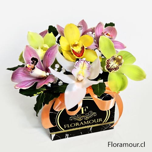 bellas orquideas finas deluxe