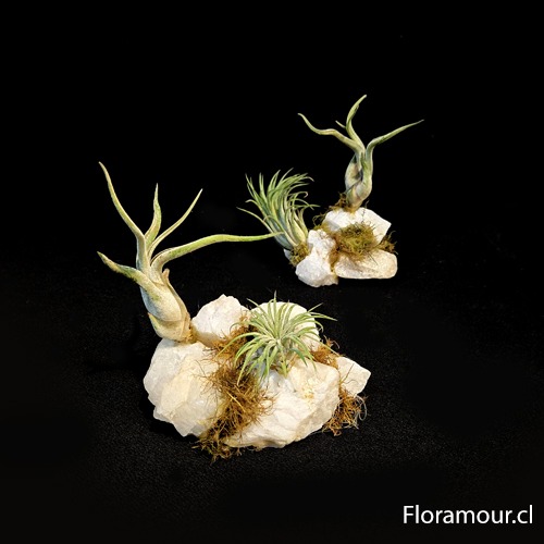 bellas plantas o claveles de aire