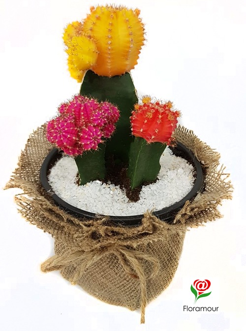 cactus plantas injertos