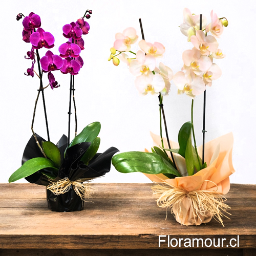 hermosa planta de orquídea